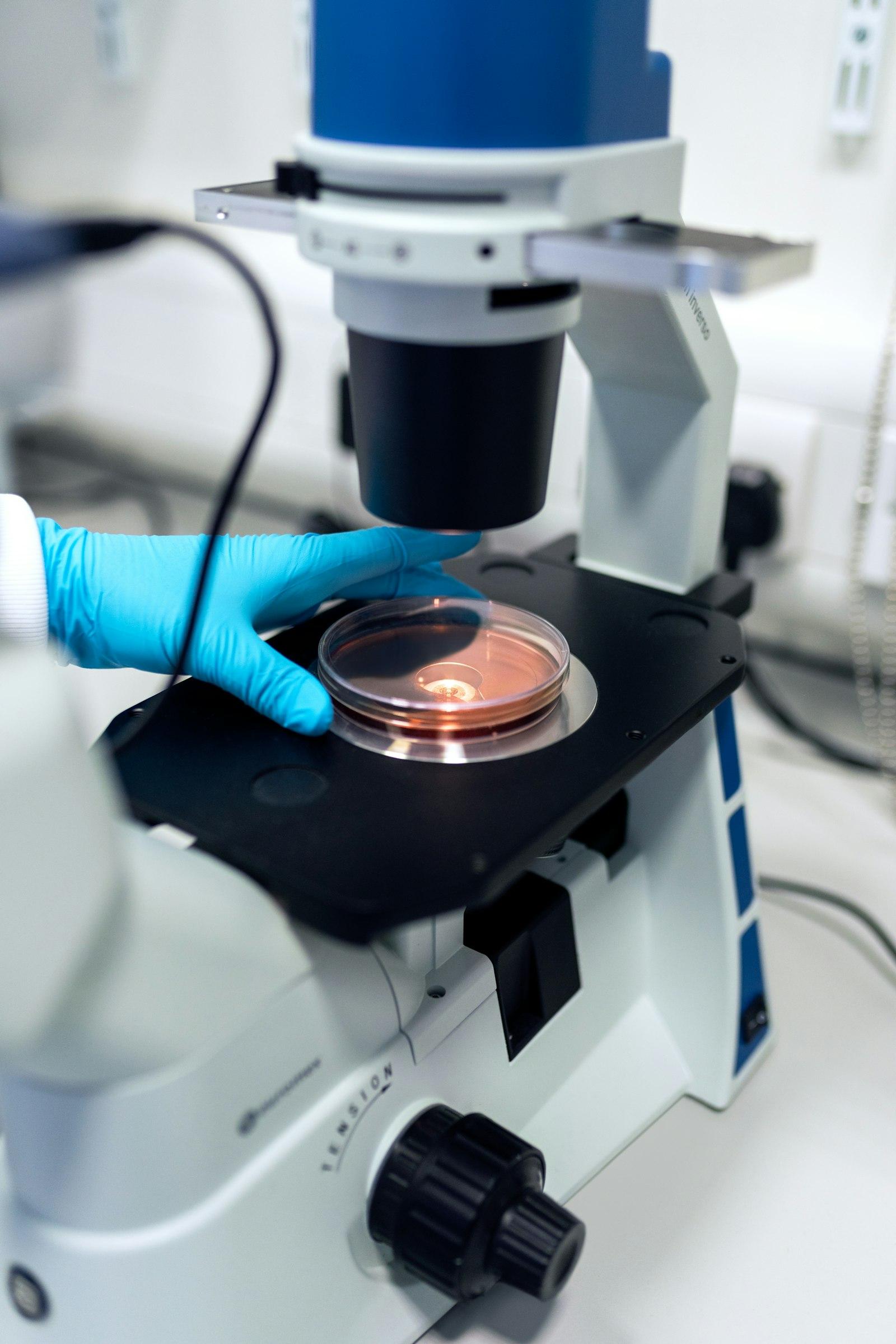 Gloved hand placing a petri dish under a microscope